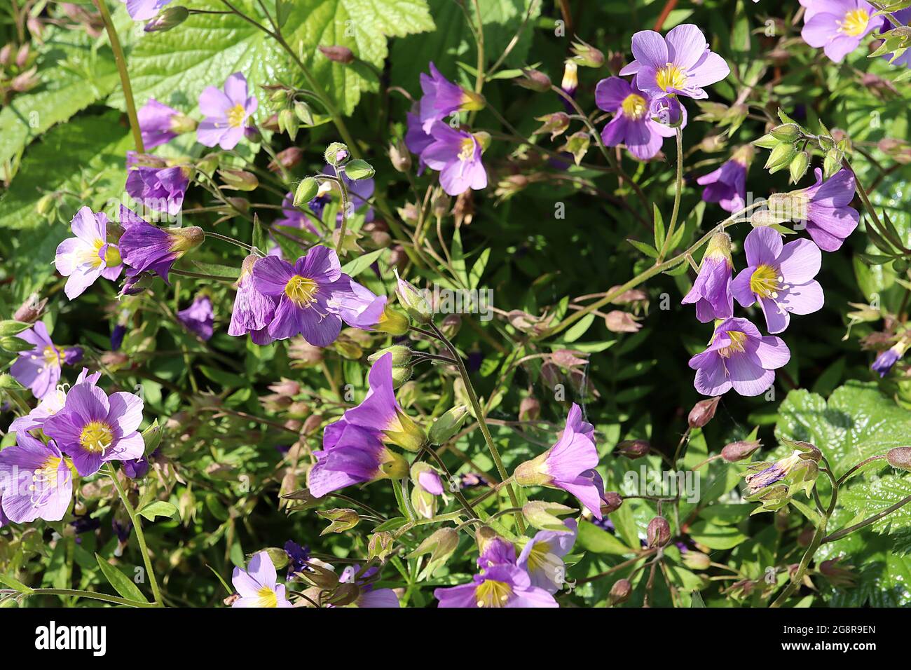 Polemonium reptans ‘Lambrook Mauve’ Jacob’s ladder Lambrook Mauve – pale violet flowers with yellow centre,  May, England, UK Stock Photo