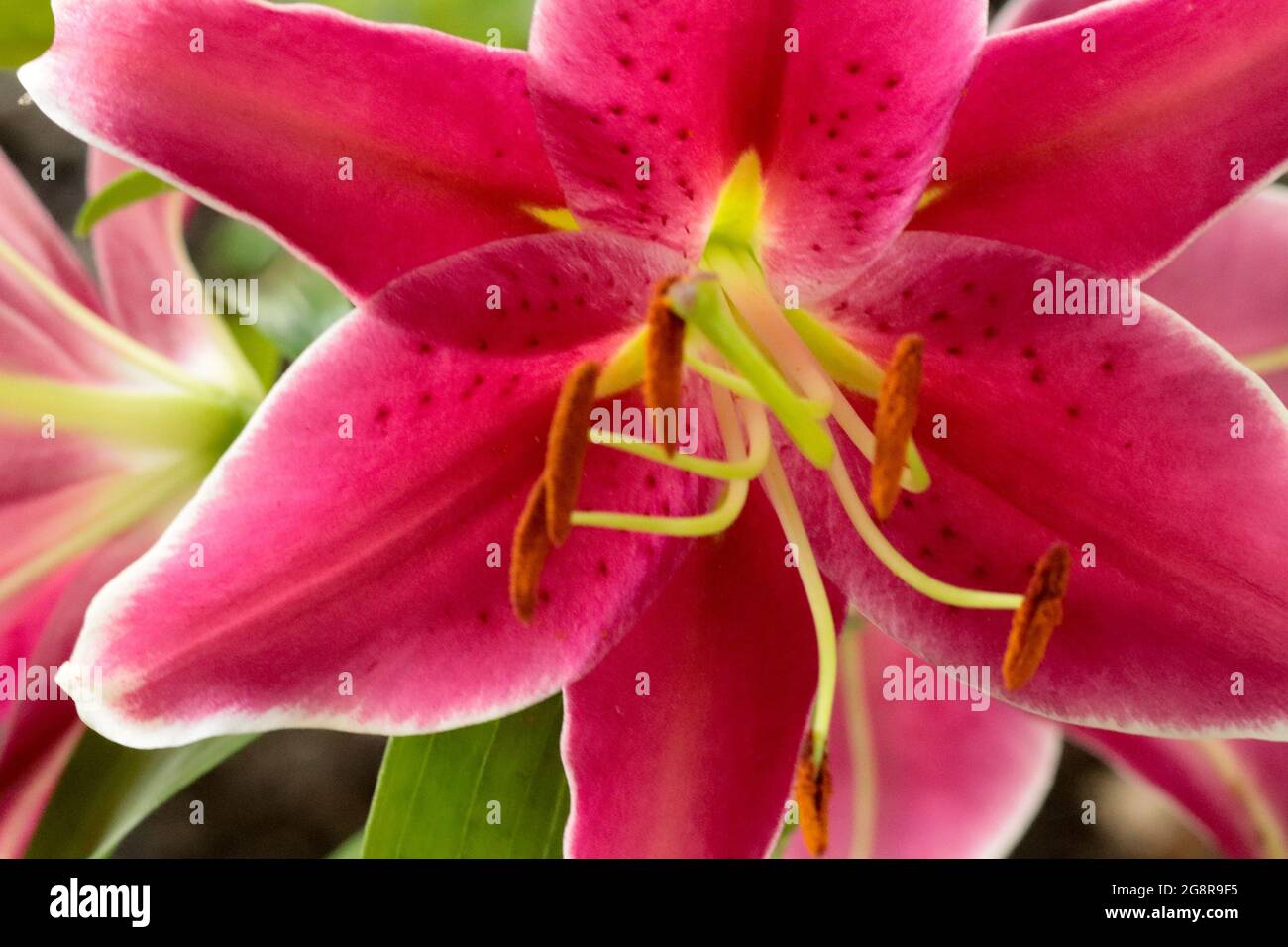 Tiger lilly leaf hires stock photography and images Alamy