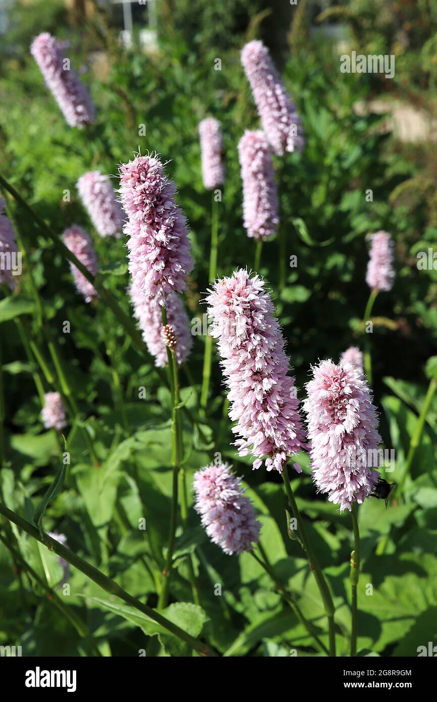Polygonum bistorta ‘Superba’ common bistort Superba – tiny pale pink flower clusters on tall stems, large oval leaf clumps,  May, England, UK Stock Photo