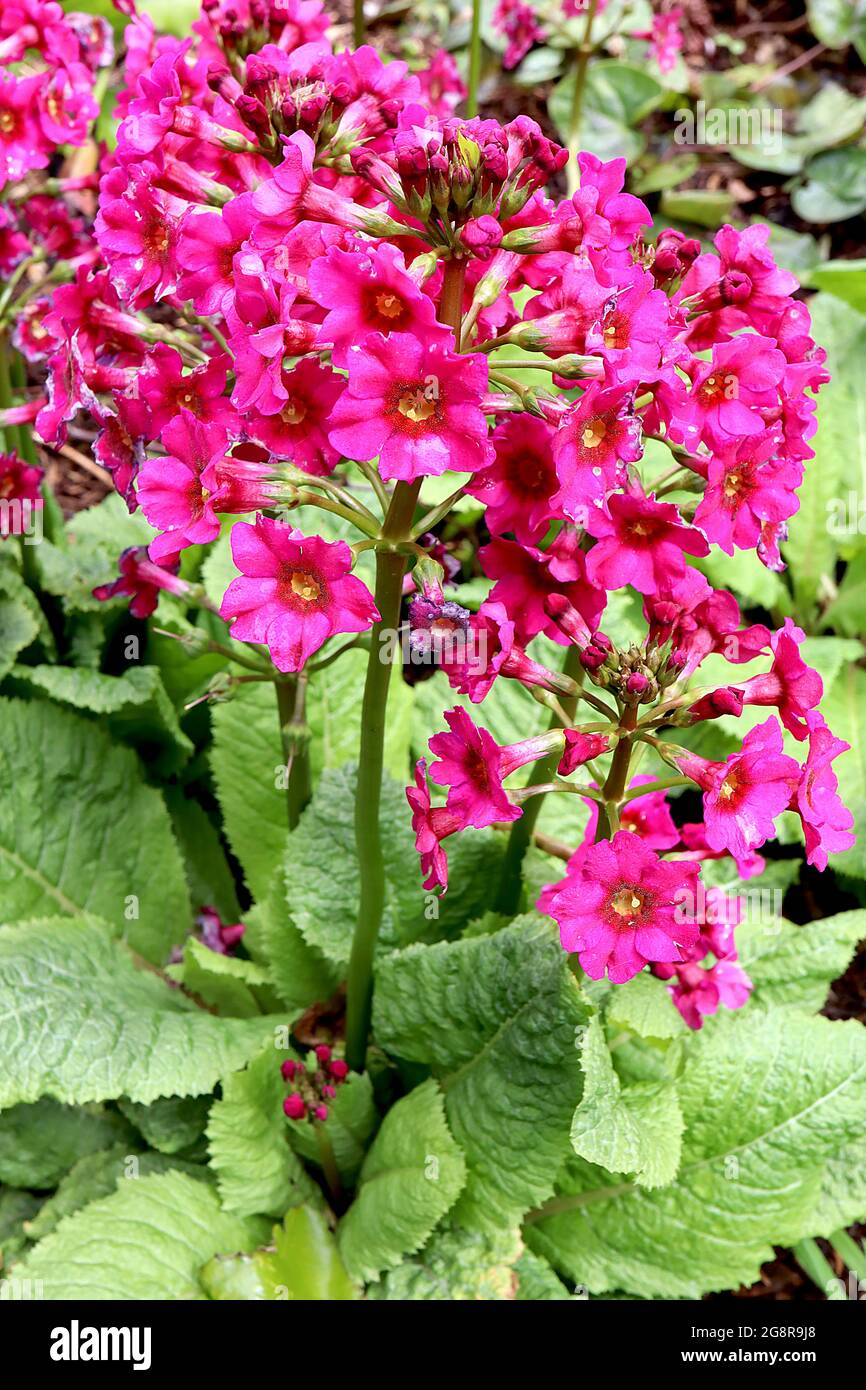 Primula beesiana Bee’s primrose - candelabra primula with radial tiers of salver-shaped deep pink flowers, deep red halo and yellow centre,   May, UK Stock Photo