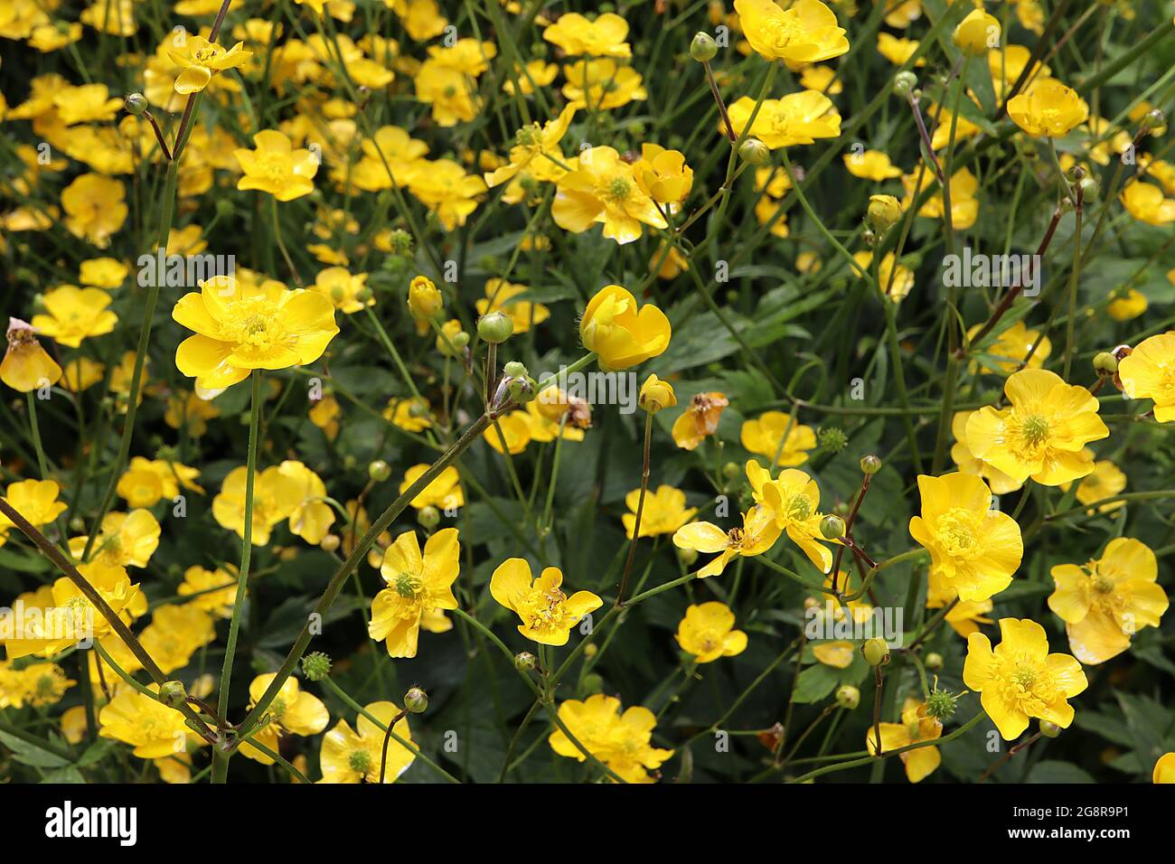 Ranunculus acris Meadow buttercup – yellow cup-shaped flowers with glossy petals on tall stems,  May, England, UK Stock Photo