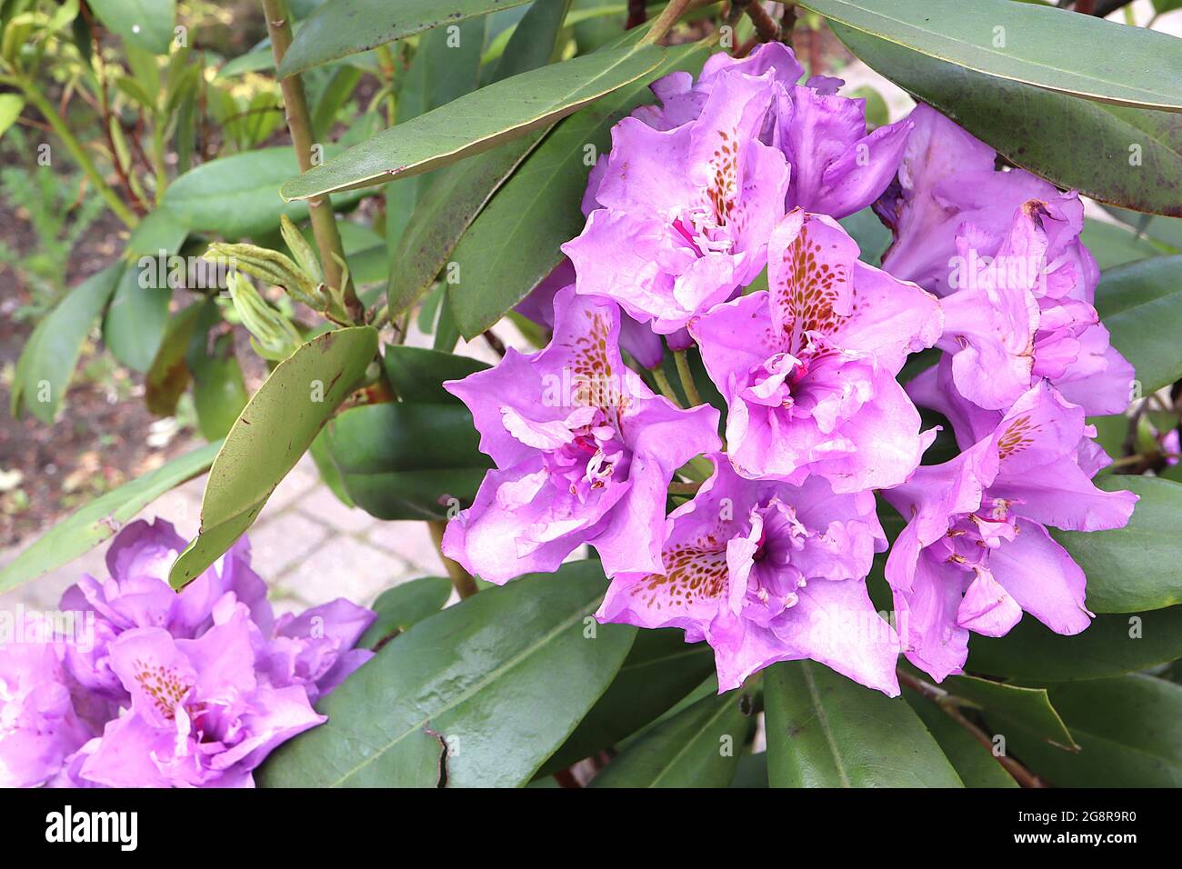 Rhododendron ‘Lavender Queen’ violet lavender funnel-shaped flowers with ruffled petaloid segments and brown blotch, dark green oblong leaves,  May,UK Stock Photo