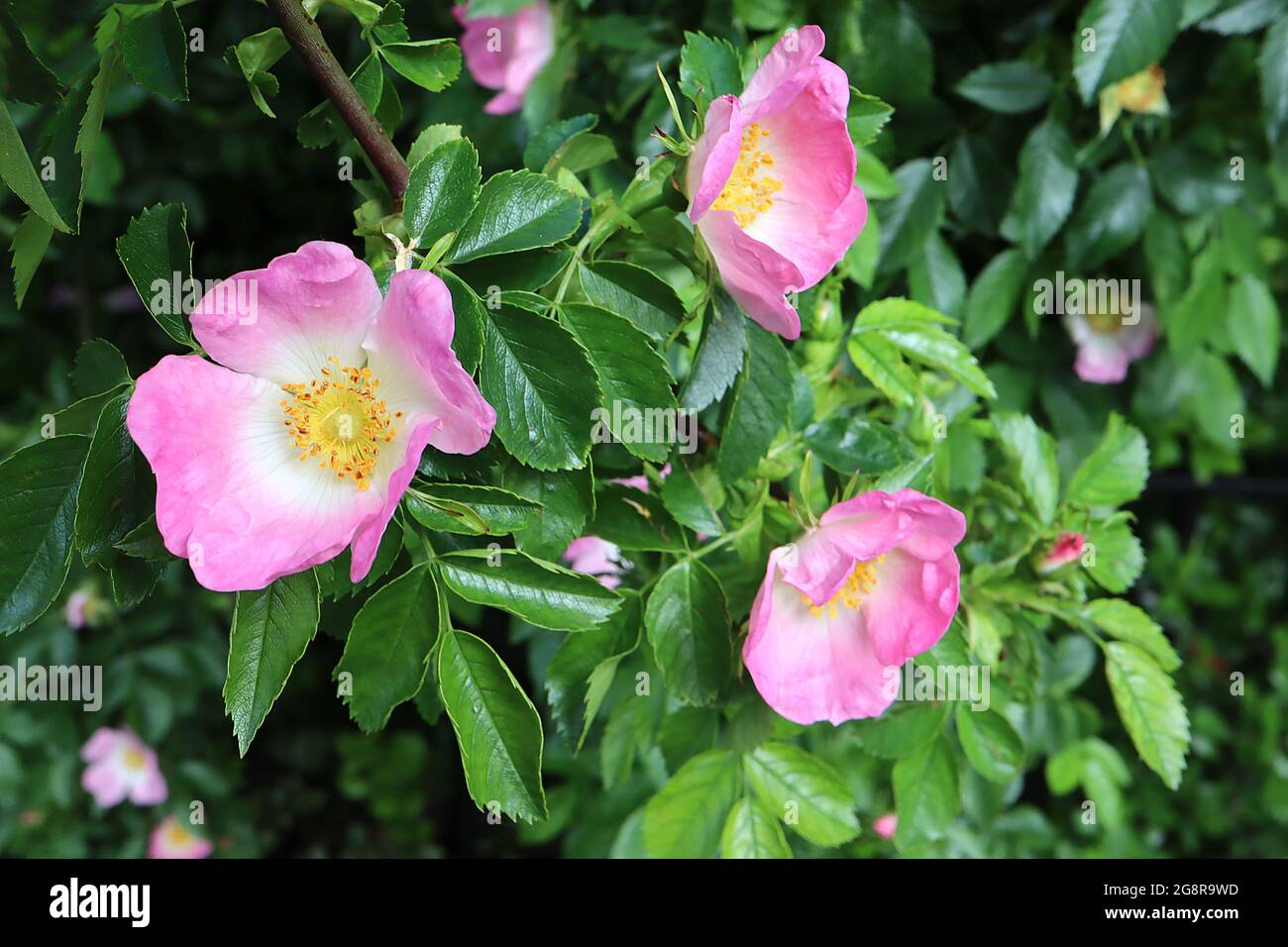 Rosa canina (Shrub rose) dog rose – small pink flowers with white halo,  May, England, UK Stock Photo