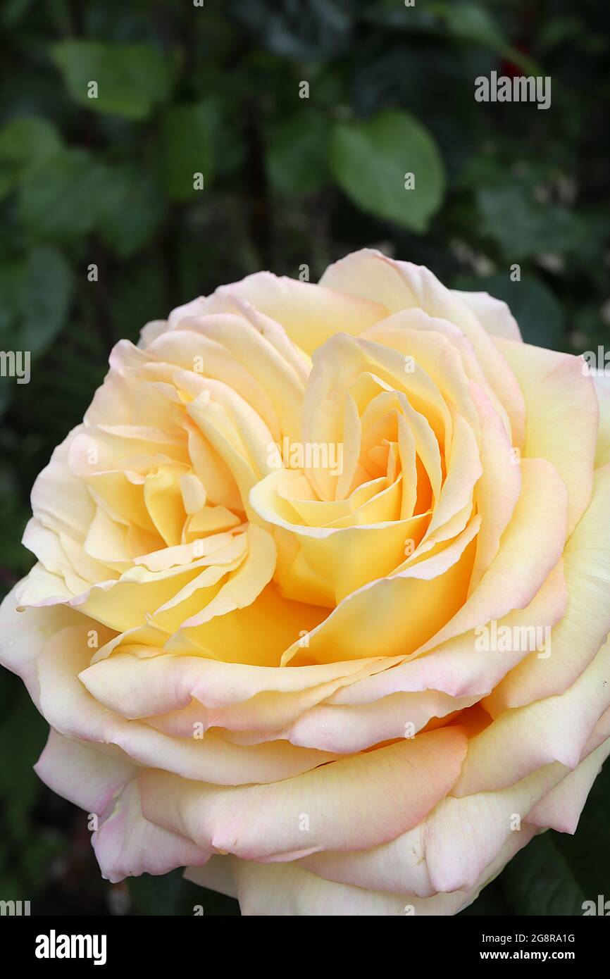 Rosa 'Gloria Dei' (HT) Rose Peace – scented large yellow cream flowers with  pink margins, May, England, UK Stock Photo - Alamy