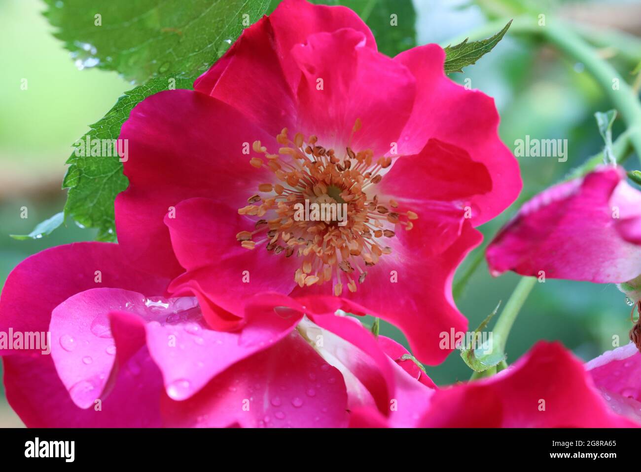 Rosarote Rosenblüte nach einem Regenschauer Stock Photo
