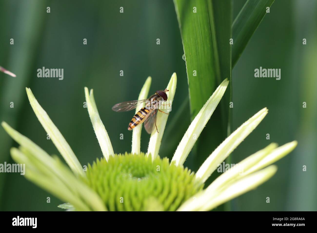 Schwebefliege auf einem weißen Echinacea-Blütenblatt Stock Photo