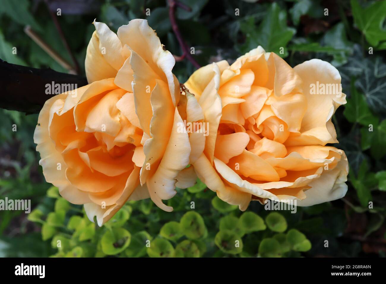 Rosa ‘The Churchill Rose’ (Shrub rose) Rose The Churchill Rose semi