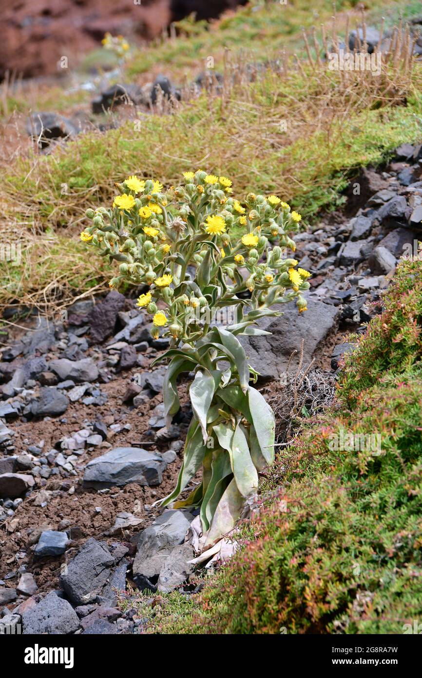 Andryala glandulosa subsp. glandulosa, Ponta de São Lourenço, Madeira, Portugal, Europe Stock Photo