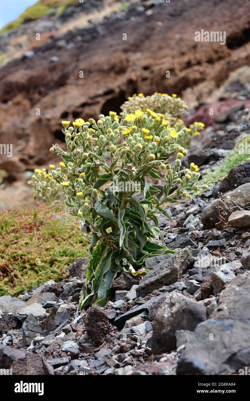 Andryala glandulosa subsp. glandulosa, Ponta de São Lourenço, Madeira, Portugal, Europe Stock Photo