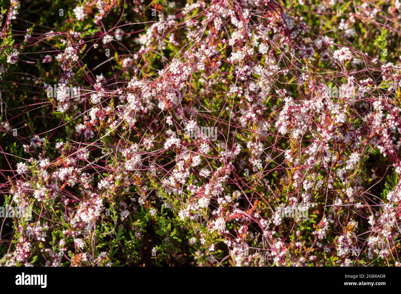 Common dodder (Cuscuta epithymum) flowering during July or summer, UK. Dodder is a parasitic plant, here it is parasitizing heather (Calluna vulgaris) Stock Photo