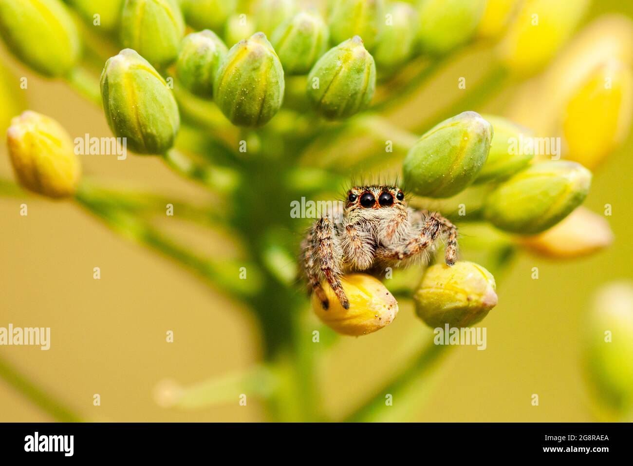 Macro photograph of a spider Stock Photo - Alamy