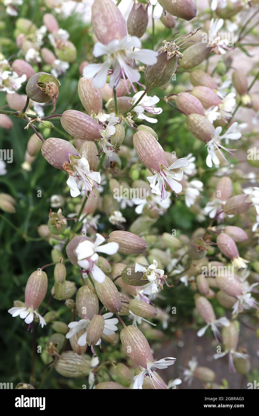 Silene vulgaris bladder campion – white spoon-shaped petals emerging from large purple calyx,  May, England, UK Stock Photo