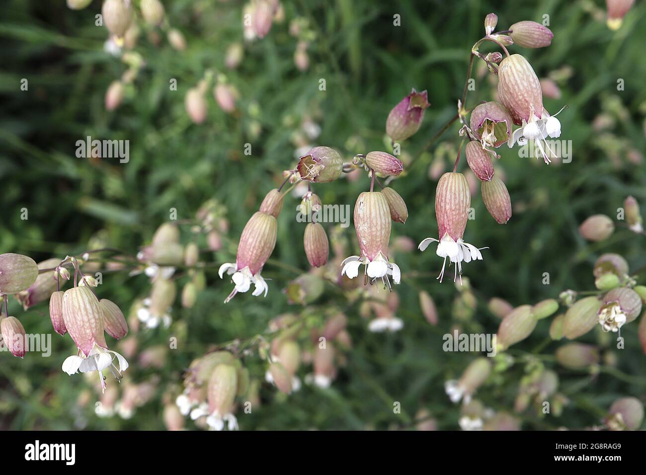 Silene vulgaris bladder campion – white spoon-shaped petals emerging from large purple calyx,  May, England, UK Stock Photo