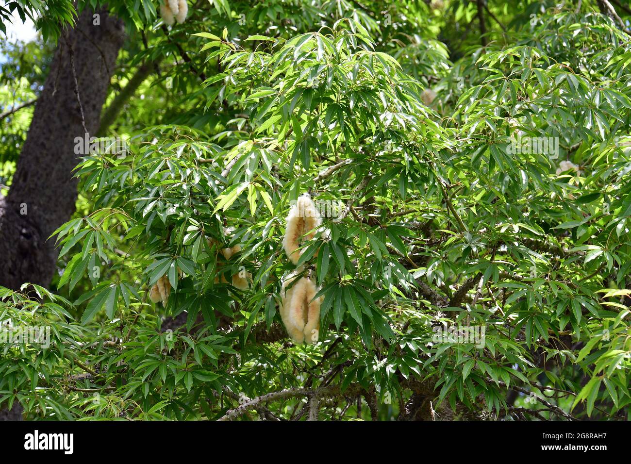 Kapokbaum hi-res stock photography and images - Alamy