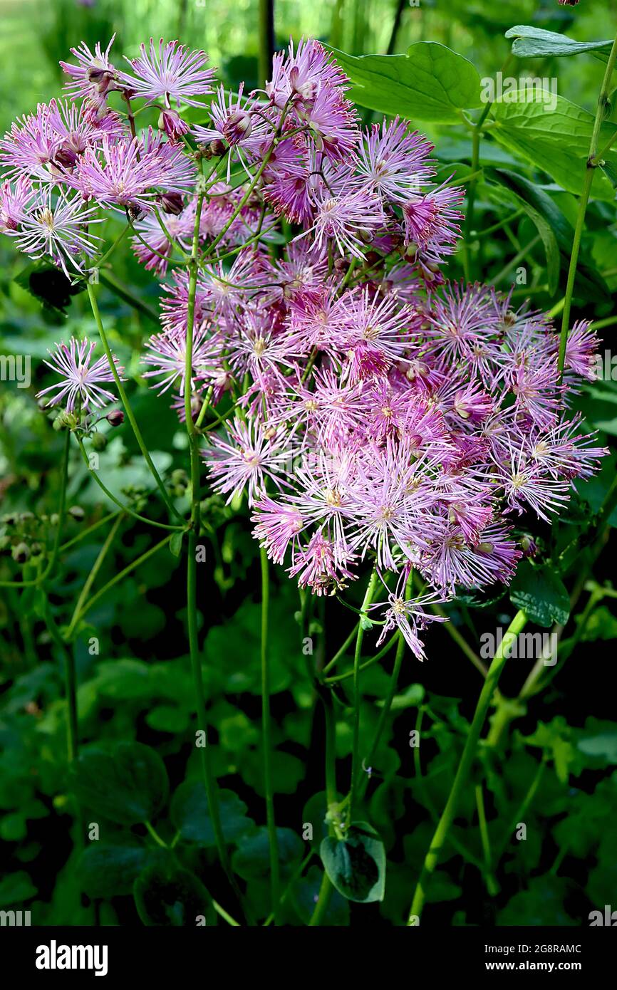 Thalictrum aquilegifolium ‘Nimbus Pink’ French meadow rue – fluffy flowers made up of multiple pale pink stamens and deep pink anthers,  May, England, Stock Photo