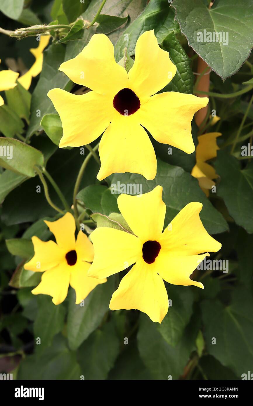 Thunbergia alata ‘Sunny Susy Yellow Dark Eye’ black-eyed Susan vine – golden yellow flowers with black centre,  May, England, UK Stock Photo