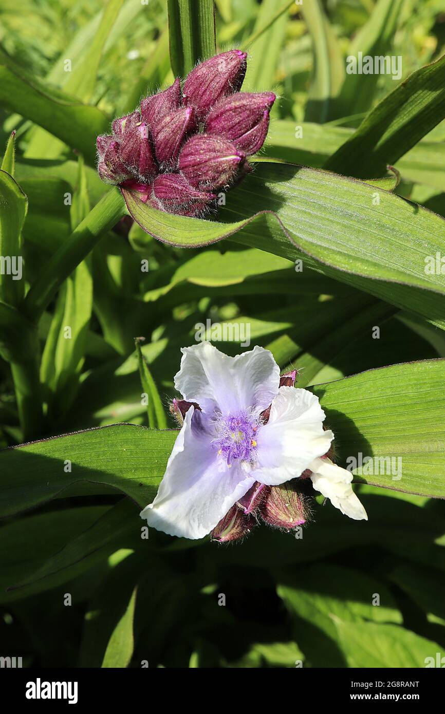 Tradescantia ‘Osprey’ Spider lily Osprey – pale mauve crinkly flowers with fluffy violet stamens,  May, England, UK Stock Photo