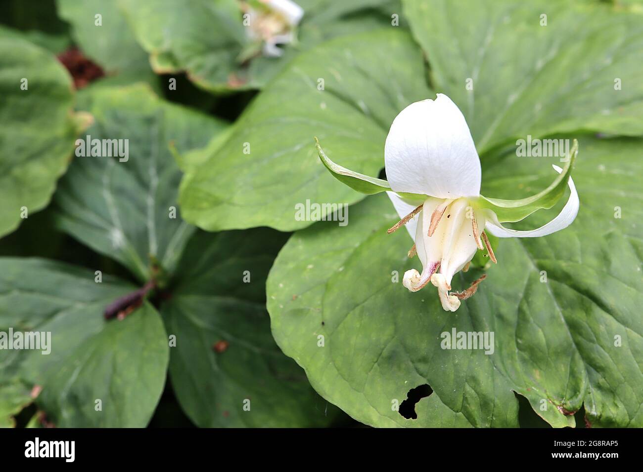 Trillium flexipes nodding wakerobin – white wide-pointed petals, flared green sepals, large ovary, very broad ovate leaves,  May, England, UK Stock Photo