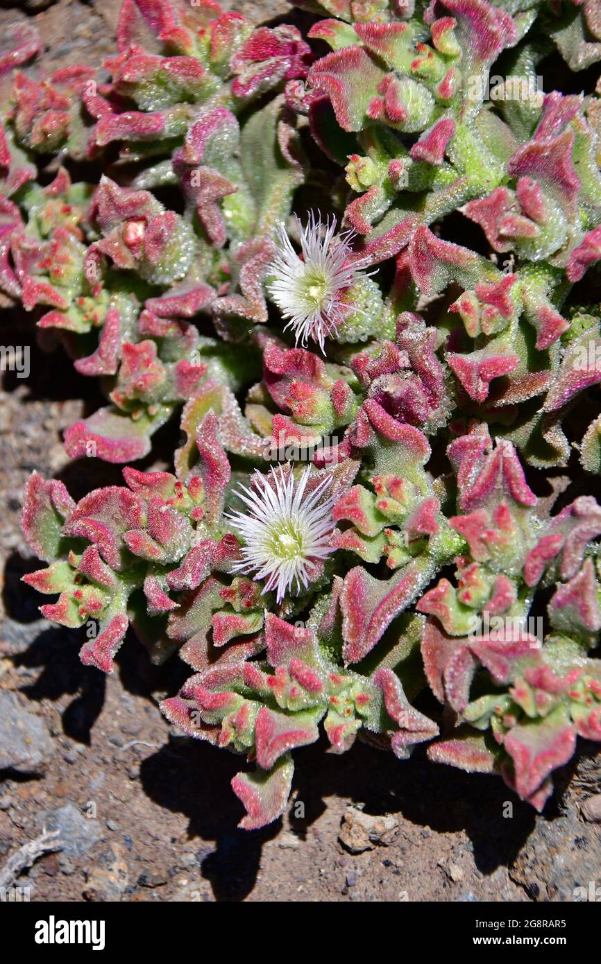 common ice plant, crystalline ice plant, Eiskraut, Eisblume, Kristall