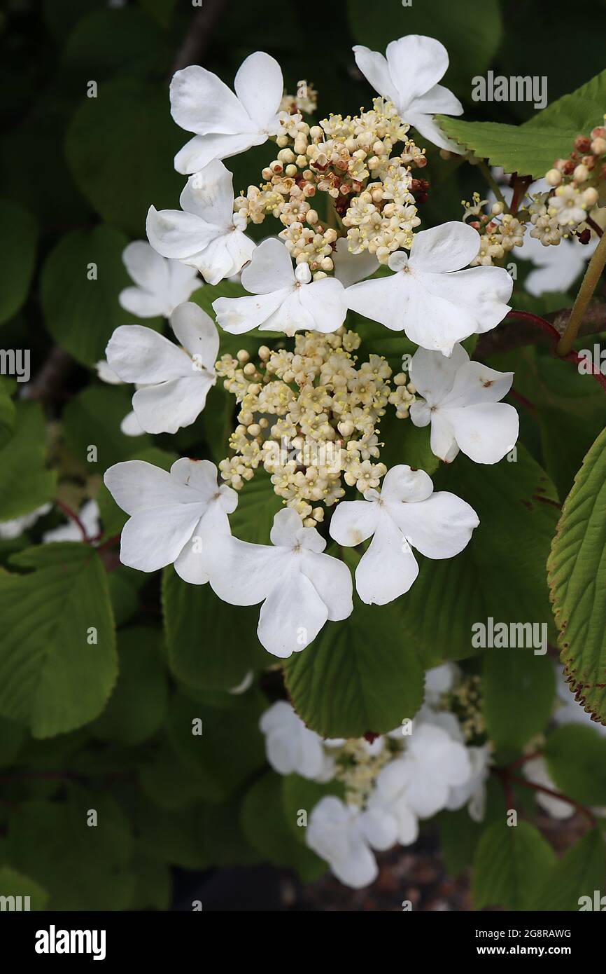 Viburnum plicatum ‘Mariesii’ Japanese snowball – hydrangea-like flower heads with white lacecap flowers and tiny beige flower clusters yellow anthers Stock Photo