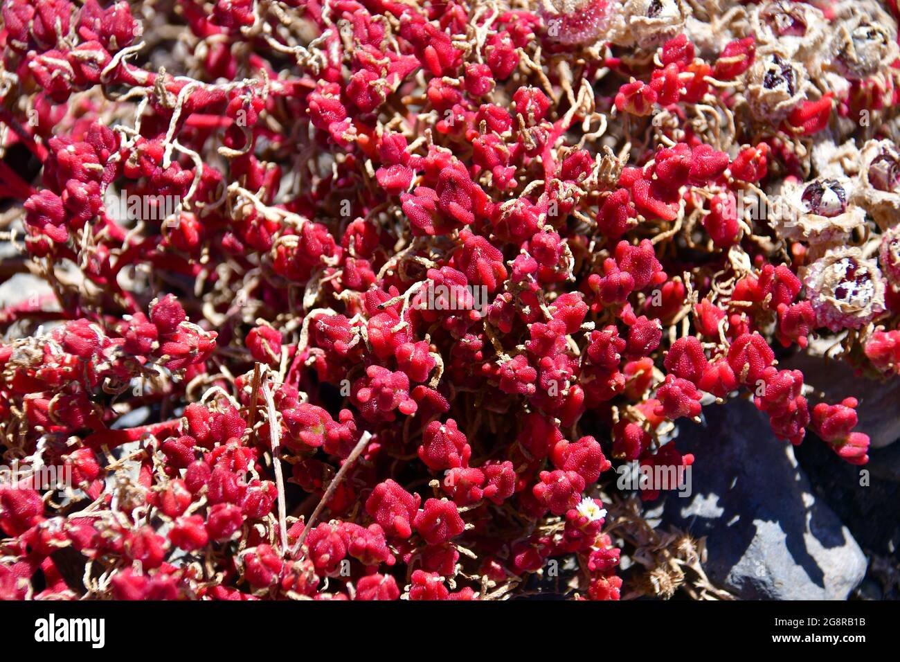 slenderleaf iceplant, Knotenblütige Mittagsblume, Mesembryanthemum nodiflorum, kristályvirág, Madeira, Portugal, Europe Stock Photo