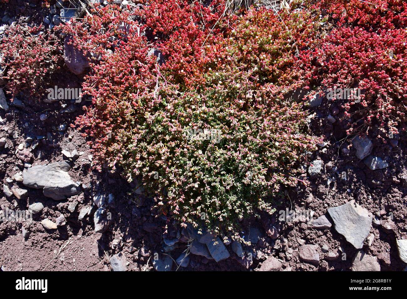 slenderleaf iceplant, Knotenblütige Mittagsblume, Mesembryanthemum nodiflorum, kristályvirág, Madeira, Portugal, Europe Stock Photo