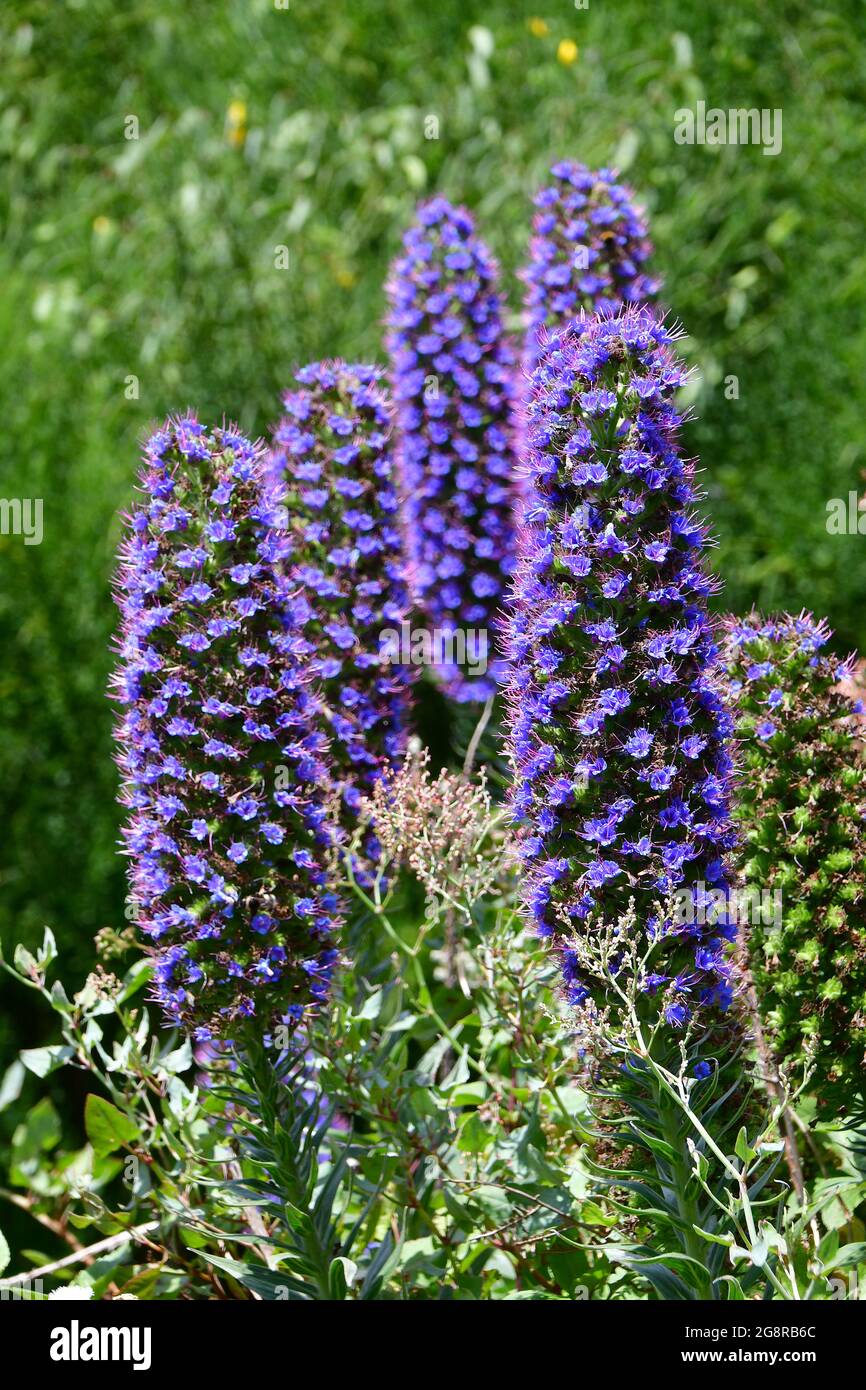 pride of Madeira, Madeira-Natternkopf, Stolz von Madeira, Echium ...
