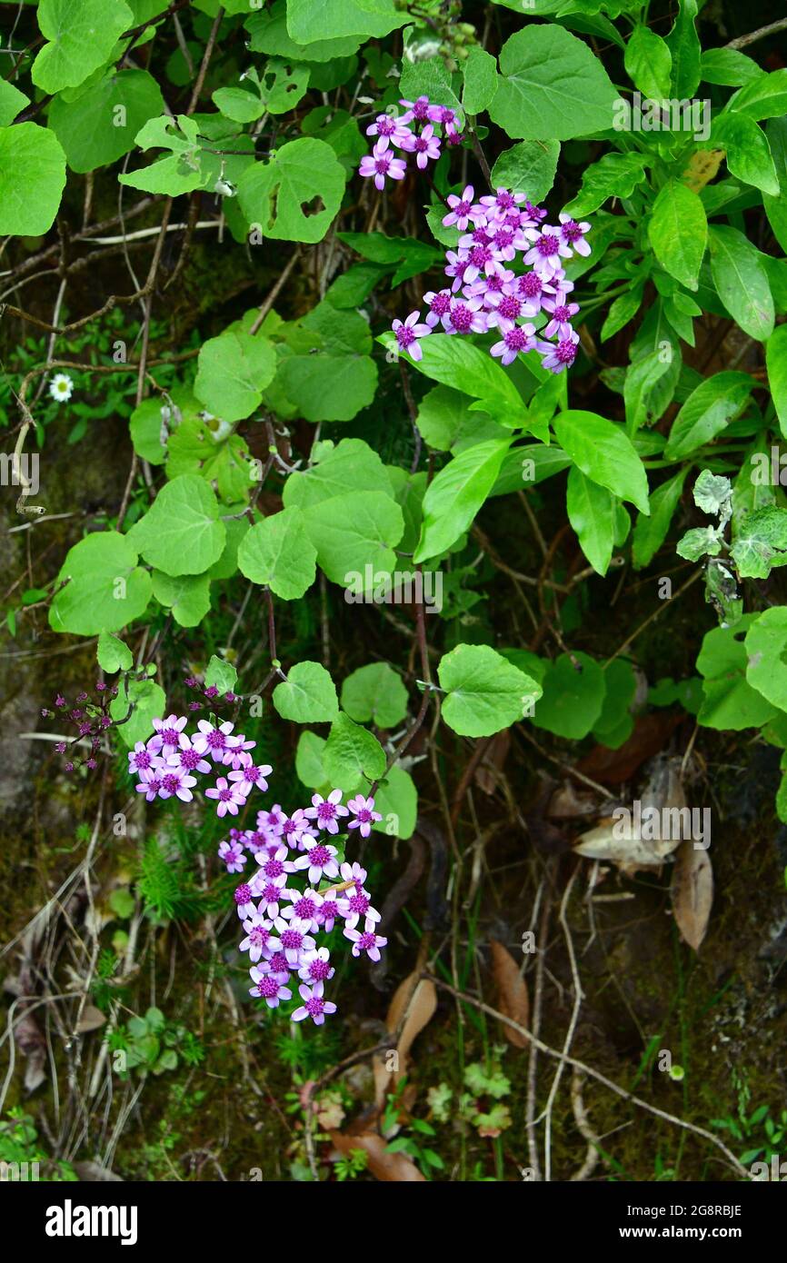 Pericallis aurita, endemic species of Madeira, Portugal, Europe Stock Photo