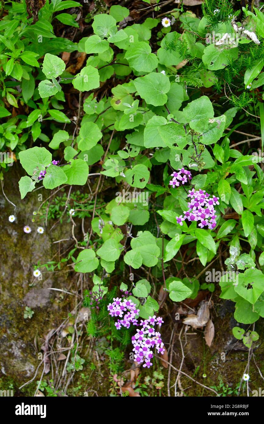 Pericallis aurita, endemic species of Madeira, Portugal, Europe Stock Photo