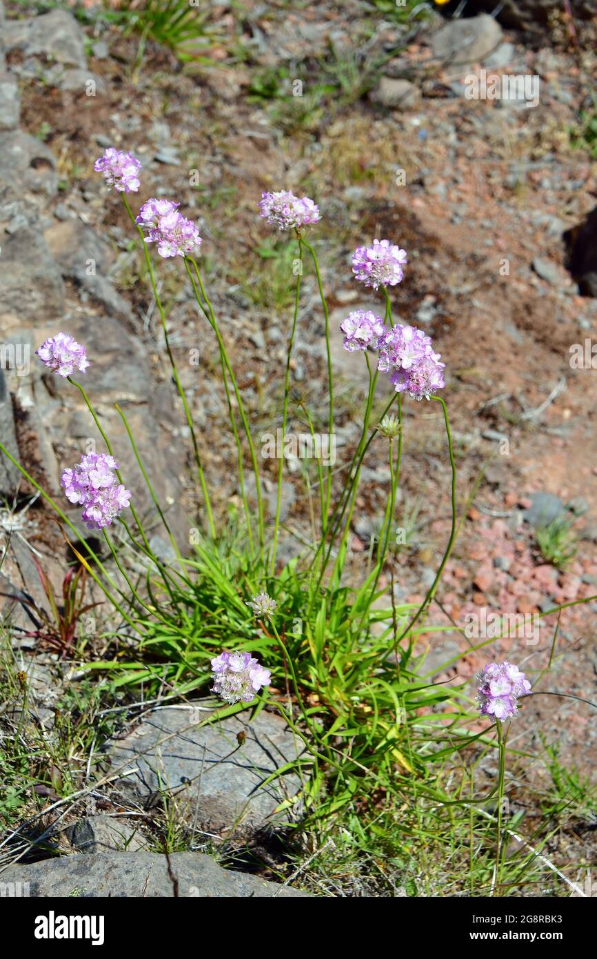 Armeria maderensis, pázsitszegfű, endemic species of Madeira, Portugal, Europe Stock Photo