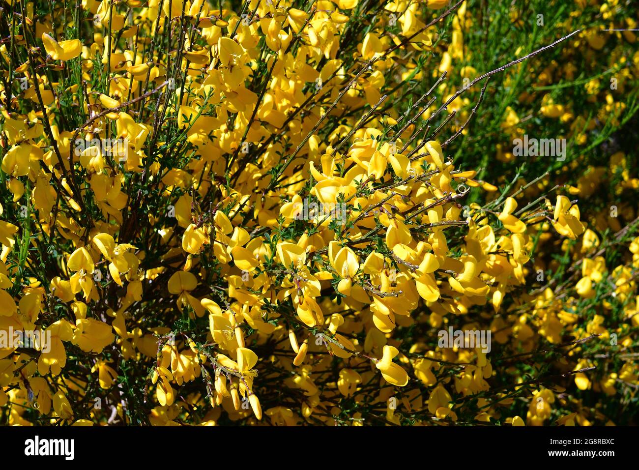 Genista tenera, rekettye, endemic plant of Madeira, in bloom at Pico do Areeiro, Portugal, Europe Stock Photo