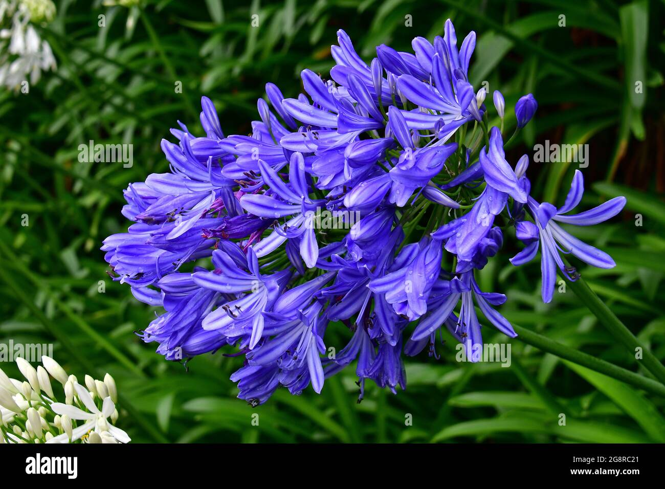blue lily, African lily, Agapanthus praecox, szerelemvirág, Madeira, Portugal, Europe Stock Photo