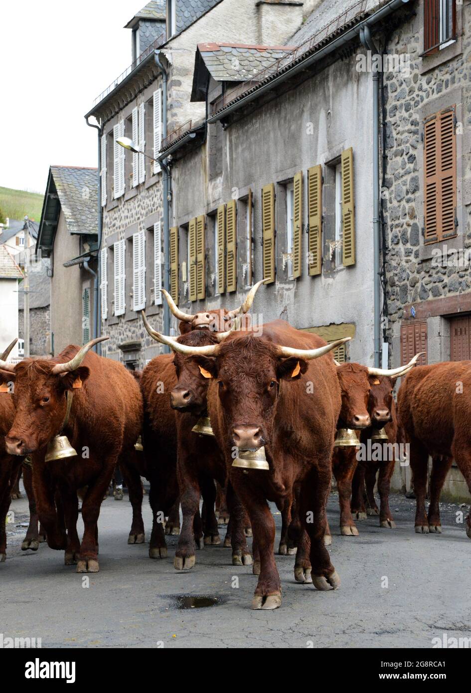 The transhumance of cow salers in the cantal (Auvergne region), towards the summer pastures, to spend all summer. Stock Photo