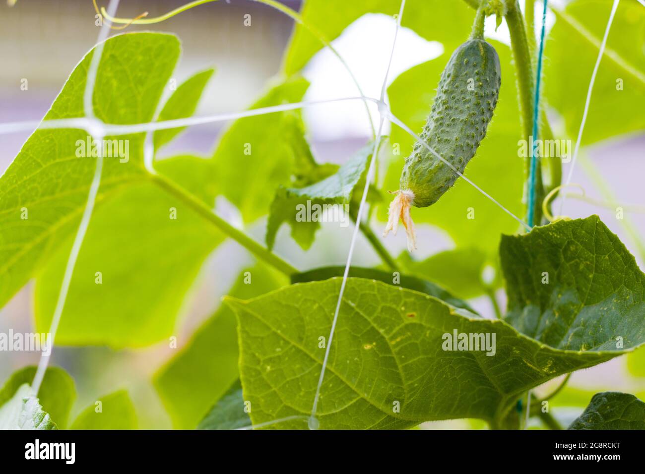 Cucumber gherkins grow in garden. Agriculture vegetable backdrop. Green