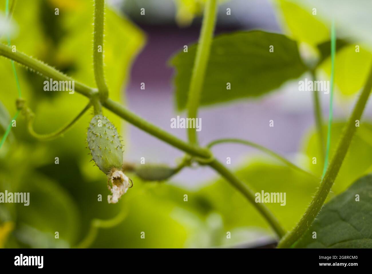 Cucumber gherkins growing in garden Agriculture vegetable backdrop. Green cuke harvest Stock