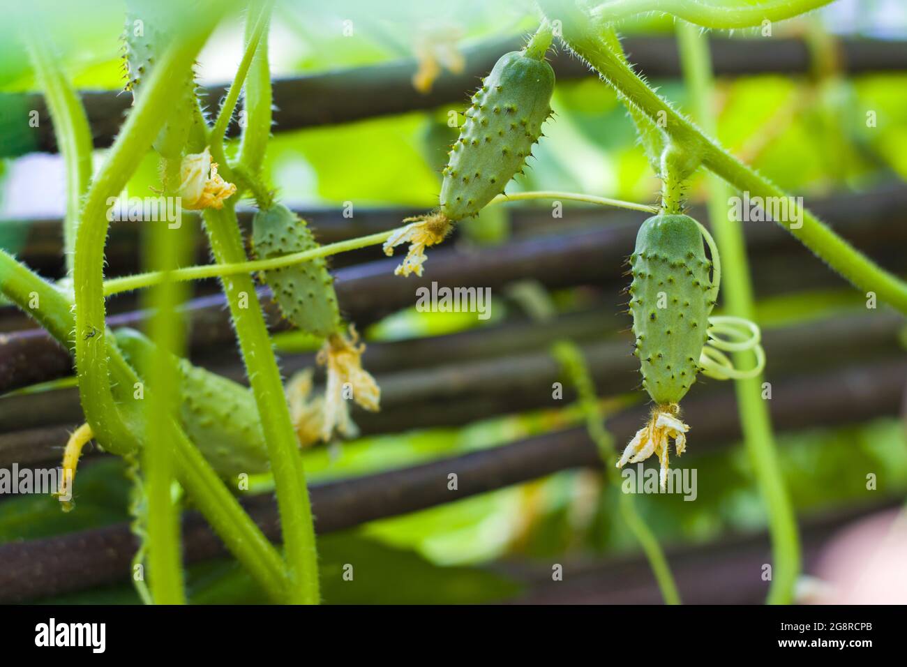 Gherkins cucumbers growing in garden. Agriculture vegetable backdrop