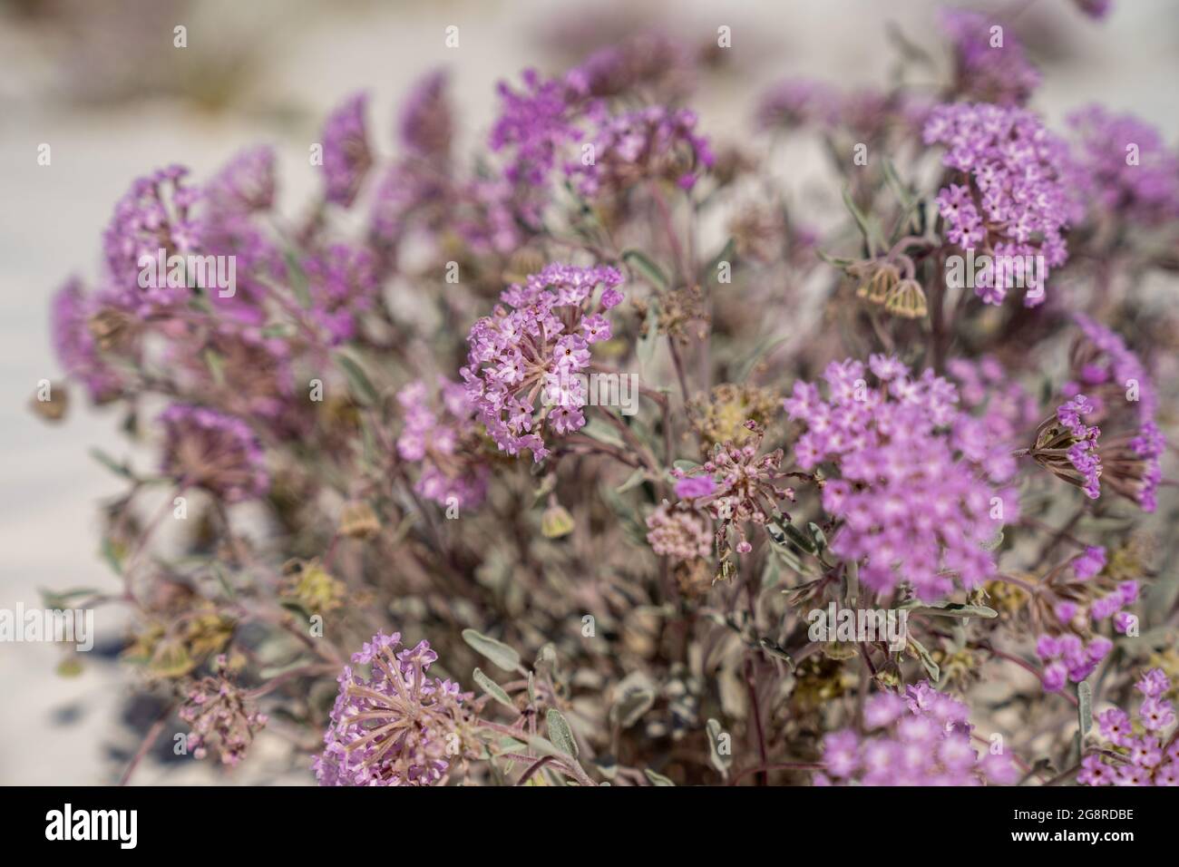 Desert Sand Verbena wildflowers in selective focus at White Sands National Park New Mexico Stock Photo