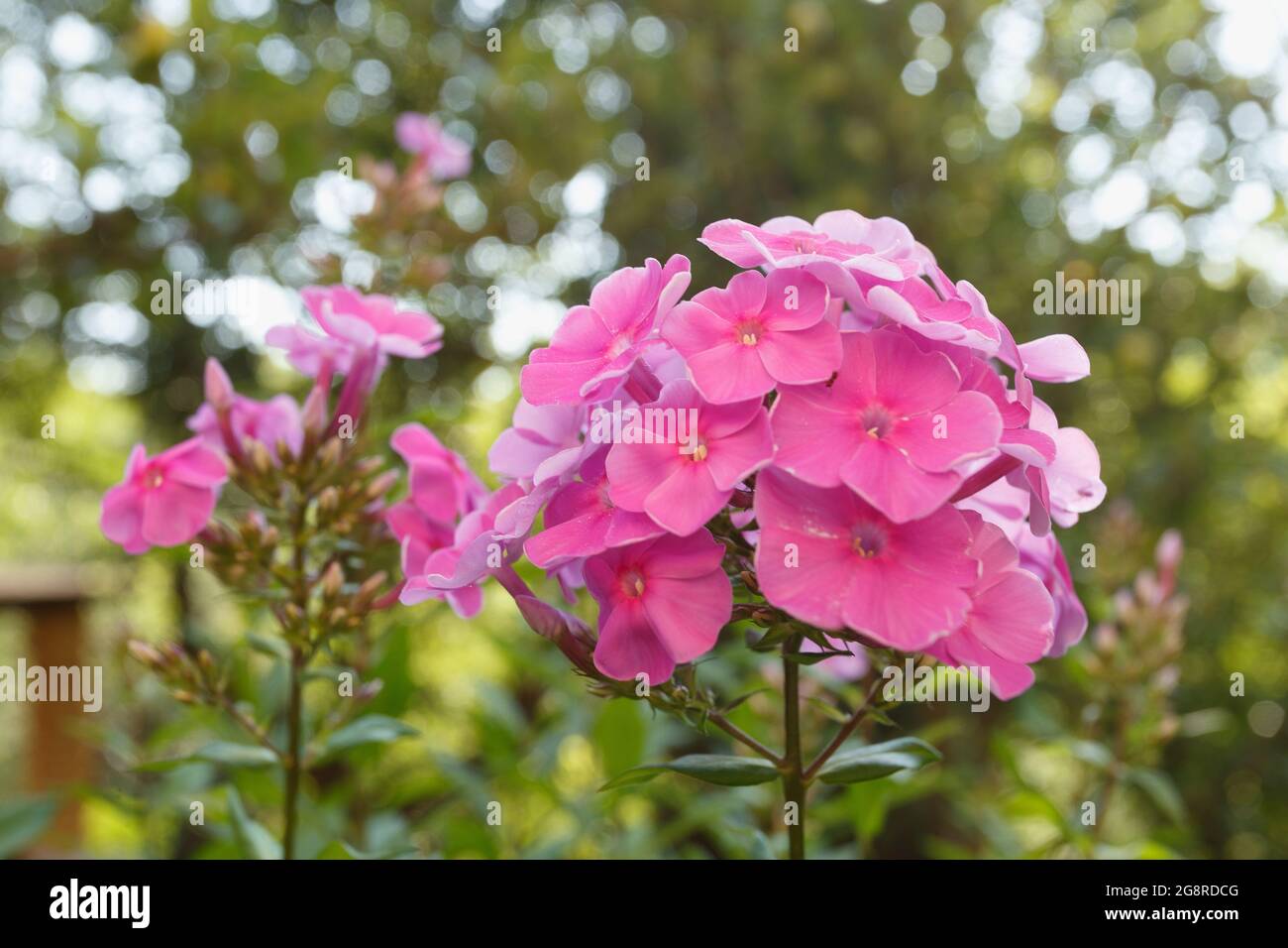 Pink phloxes blossoming in the garden, close Stock Photo