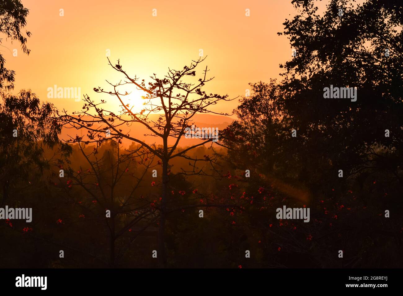 Beautiful orange yellow colored clear sky during the evening with sun and silhouette of many trees with flowers. Stock Photo
