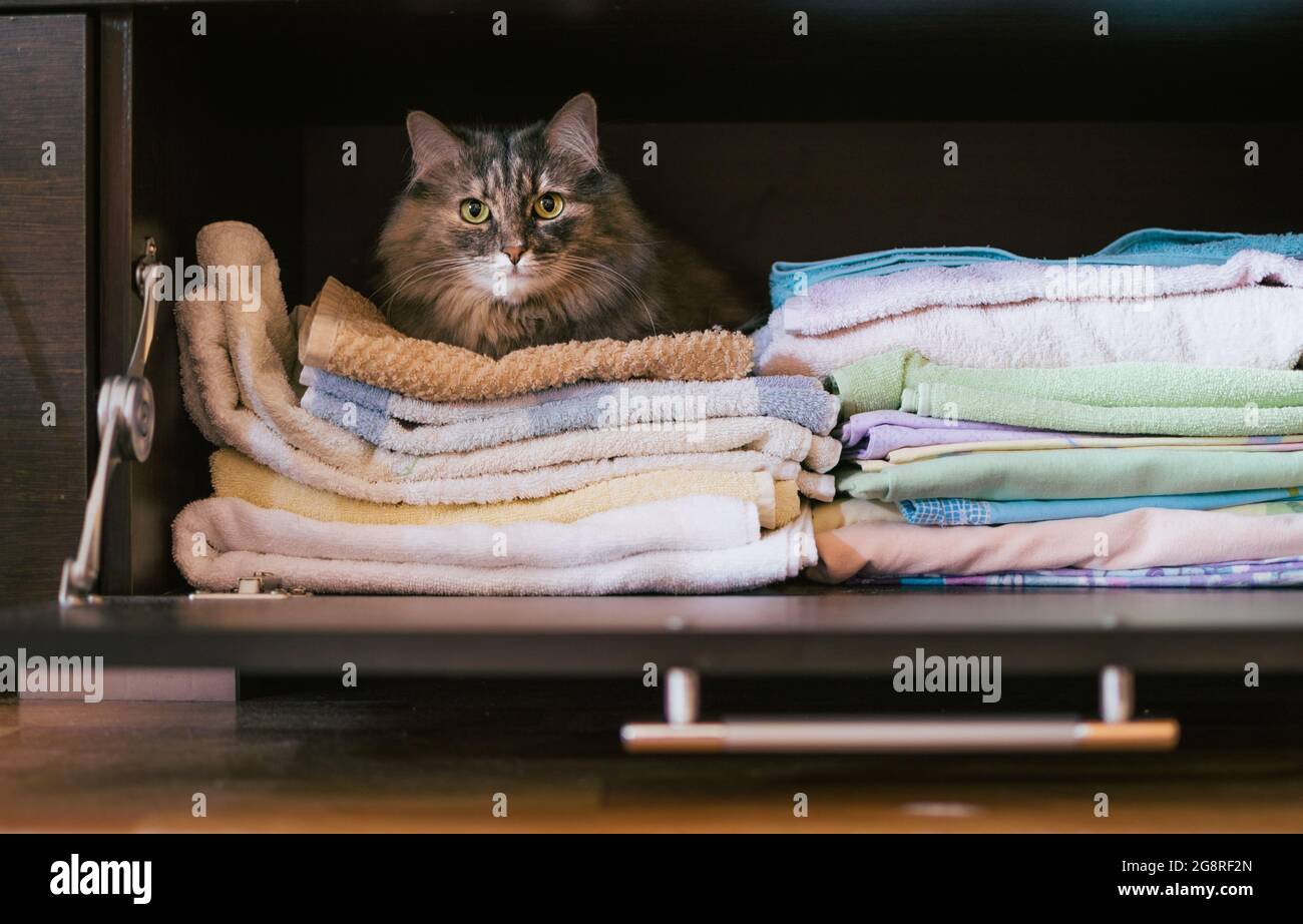 Gray fluffy cat lying on stack of bed linen in closet Stock Photo