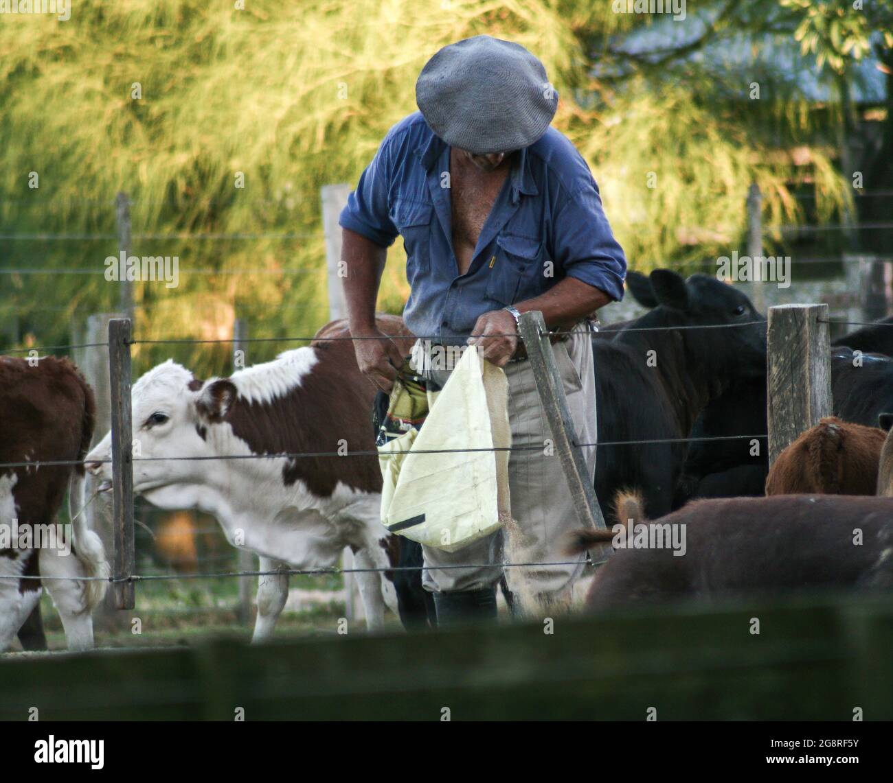 Working cow hi-res stock photography and images - Alamy