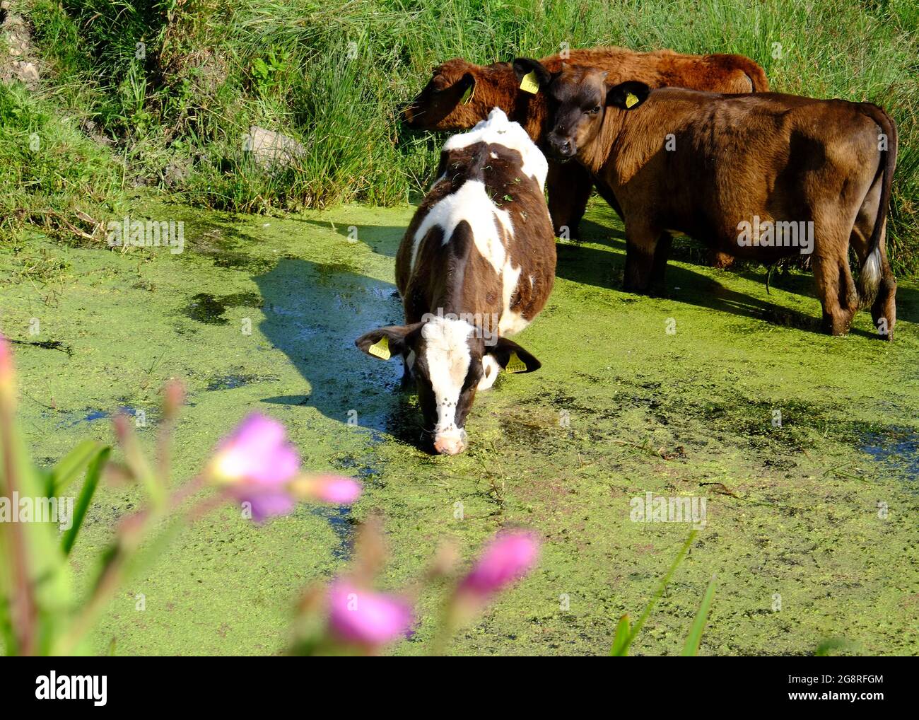 July 2021 - Young cattle cooling off in a small river in rural Somerset, UK Stock Photo
