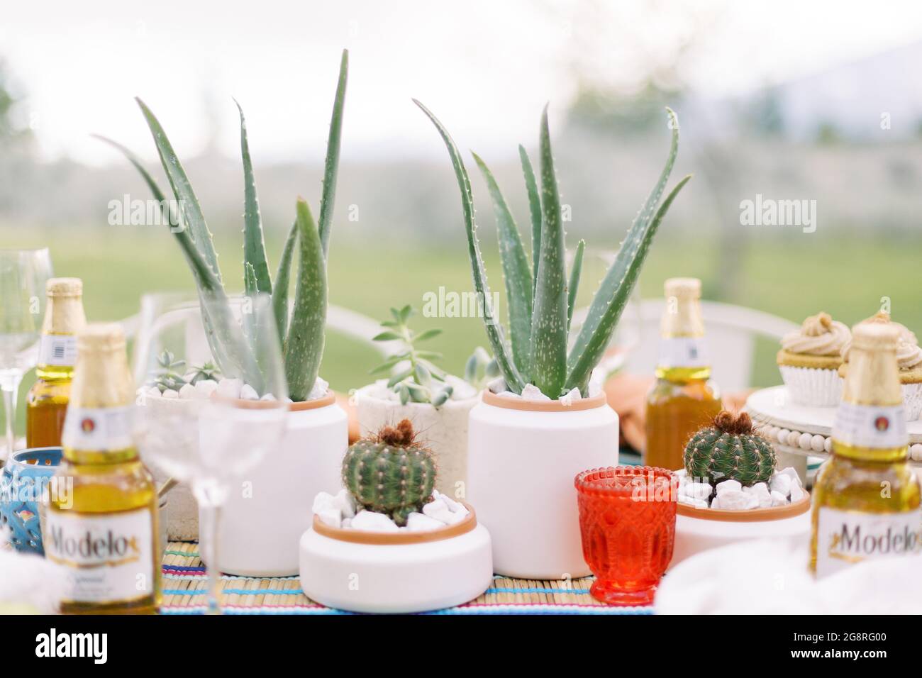 alo vera and cactus on cinco de mayo party table Stock Photo