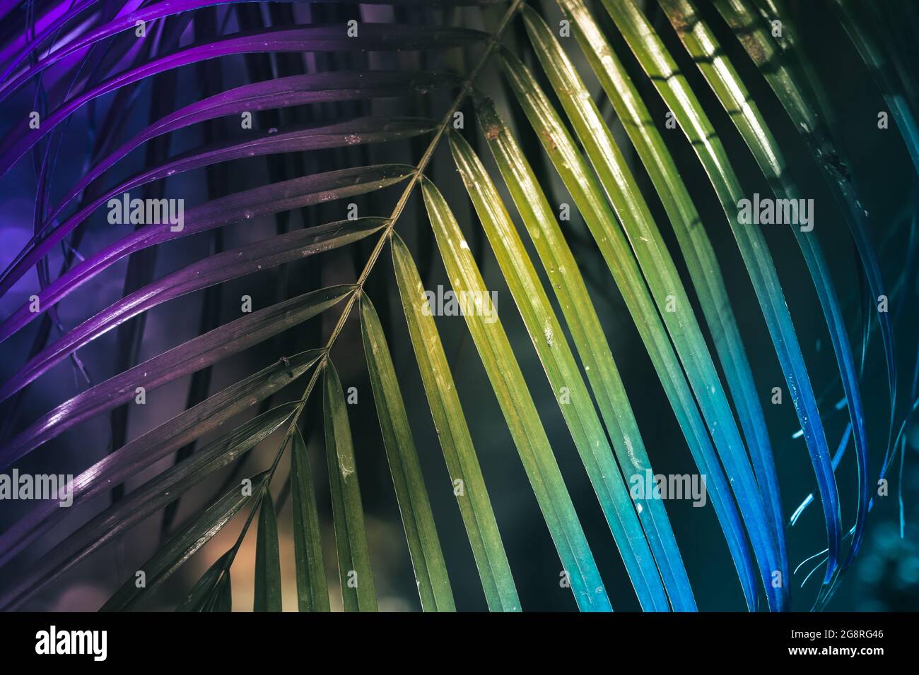 Copy space multicolored tropical palm tree abstract background Stock Photo Alamy