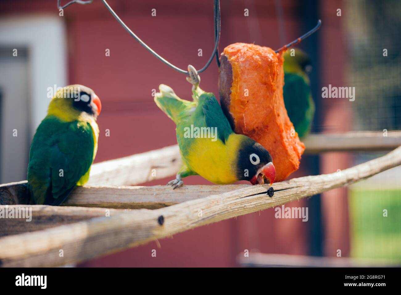 a parrot eats a pumpkin.  Yellow-collared Lovebirds Stock Photo