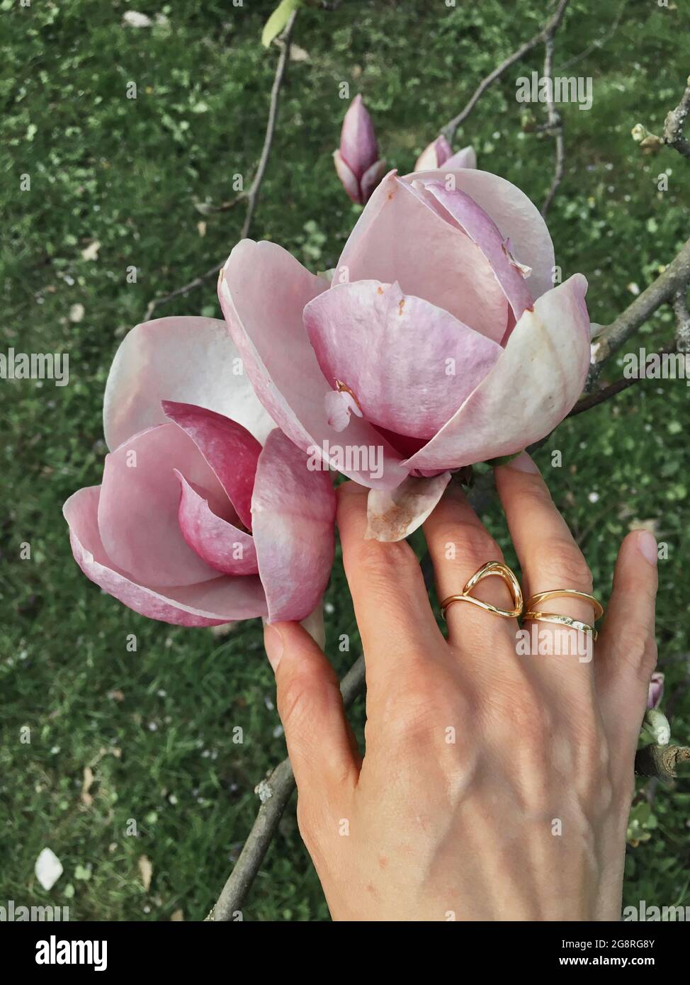 A hand with gold rings on the background of pink magnolia buds. Stock Photo