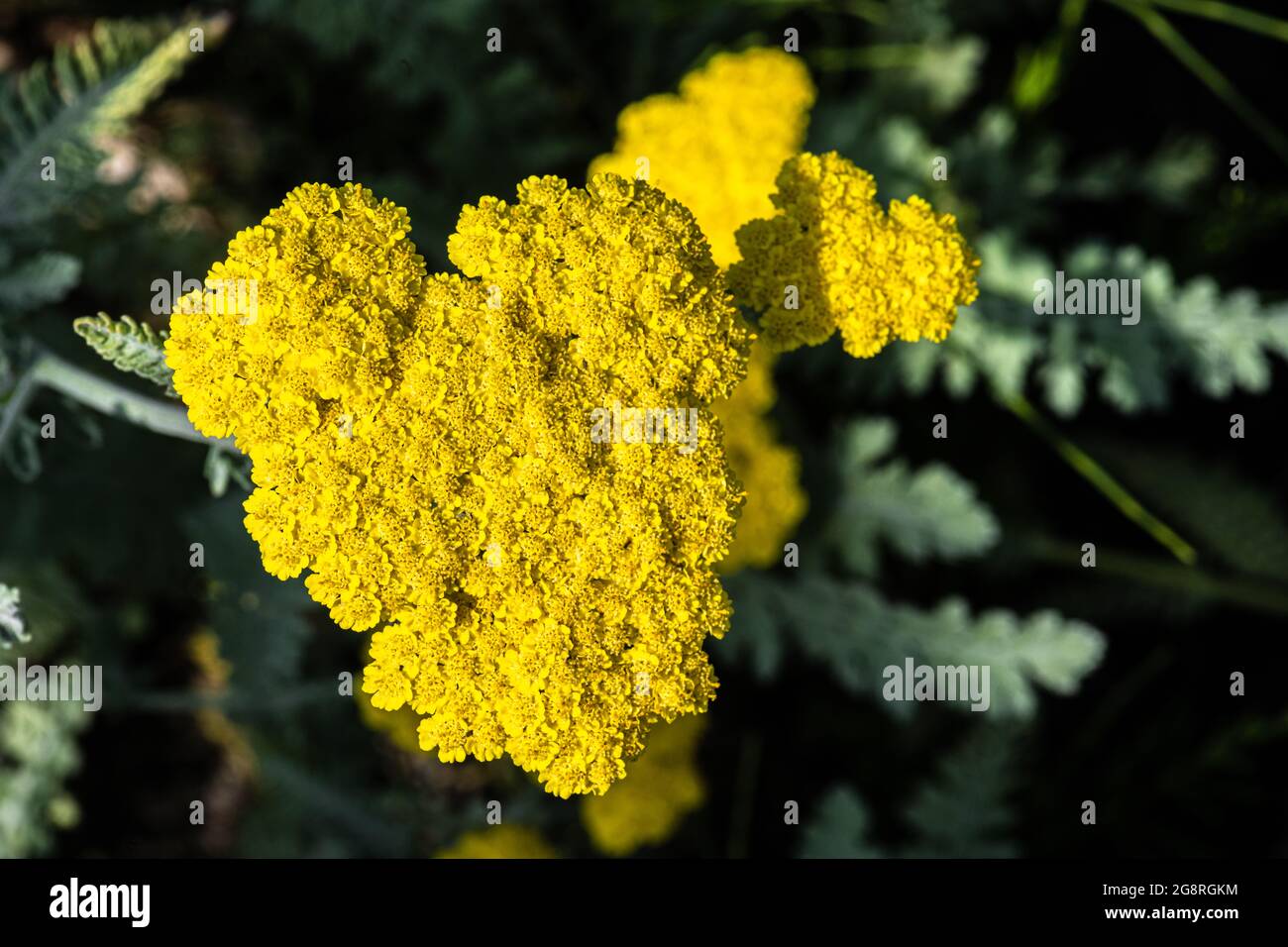 Flowers of Moonshine Yarrow (Achillea clypeolata ‘Moonshine’) Stock Photo