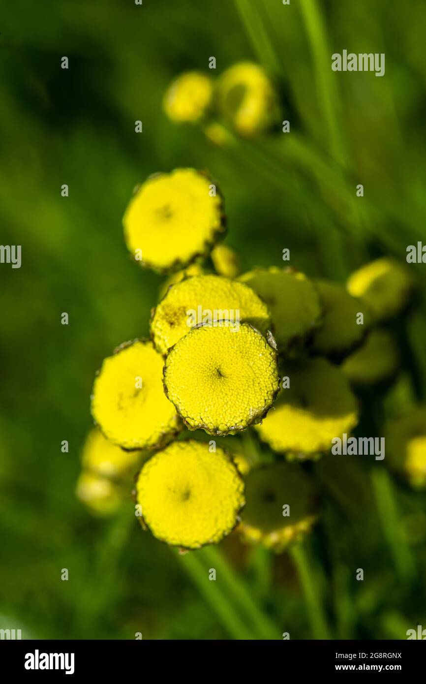 Green Lavender, Cotton Green, Santolina or Holy Flax (Santolina rosmarinifolia) Stock Photo