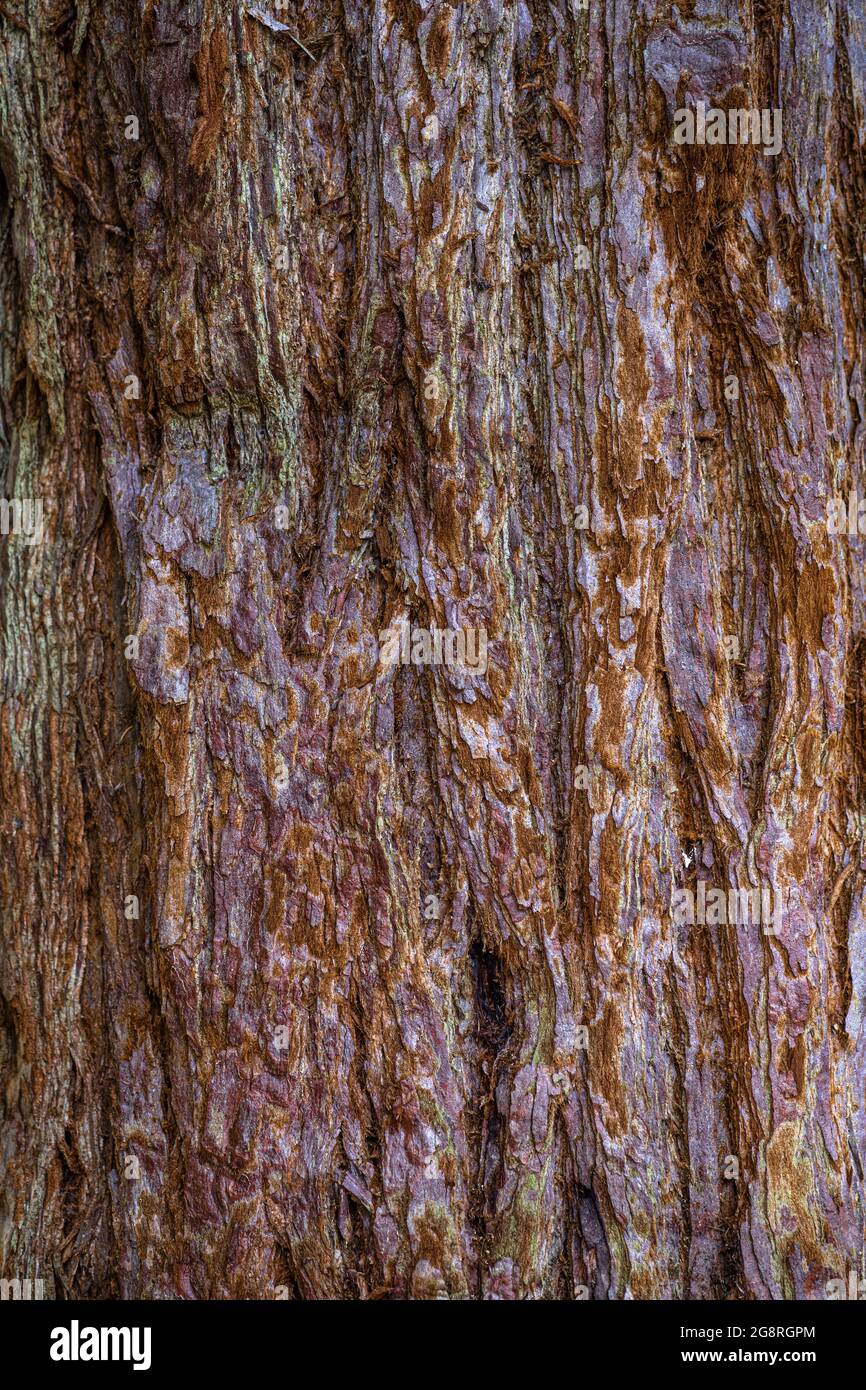 Bark of Giant Sequoia (Sequoiadendron giganteum) Stock Photo
