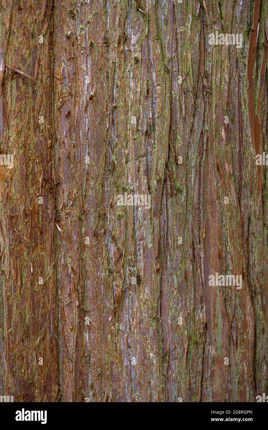 Bark of the Japanese Cedar (Cryptomeria japonica) Stock Photo